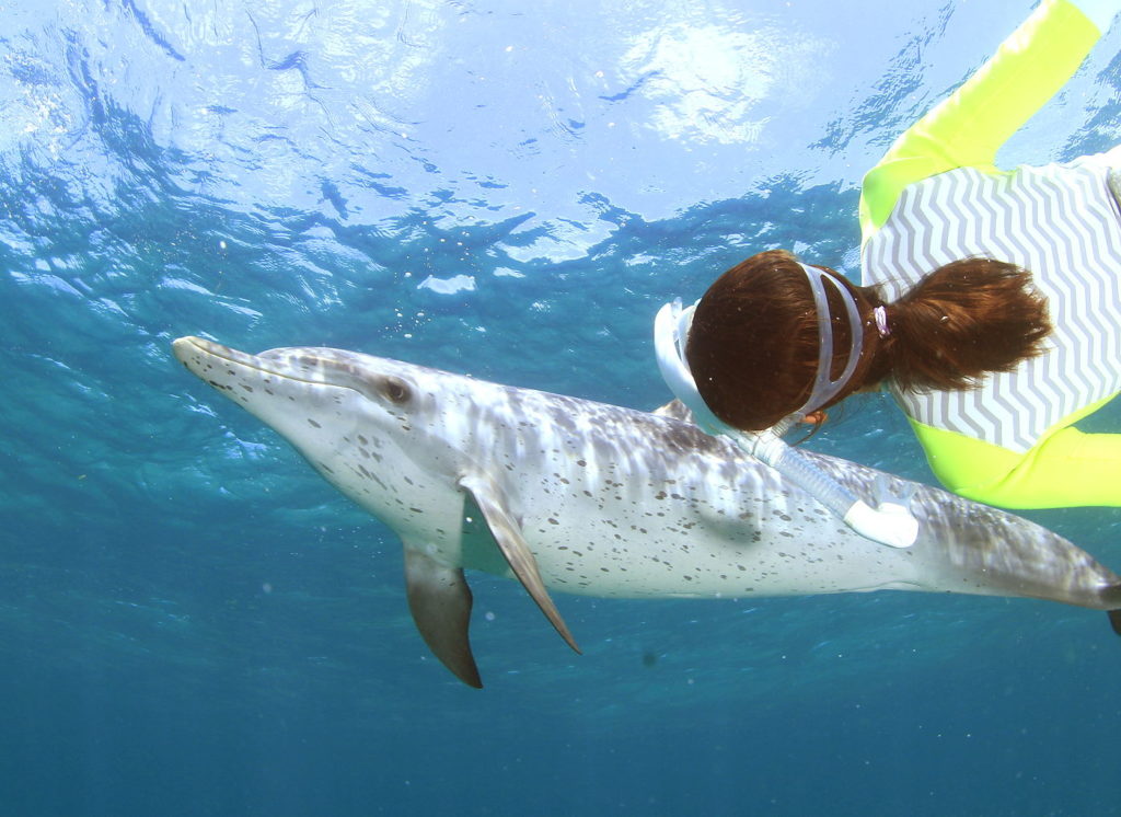 snorkeling-with-Dolphin