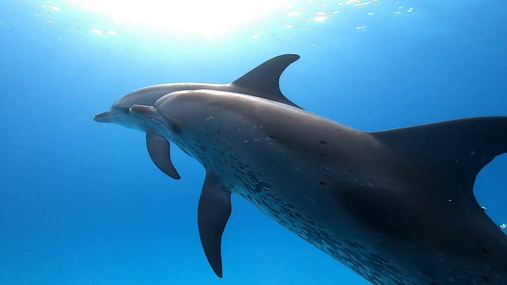 dolphin-encounters