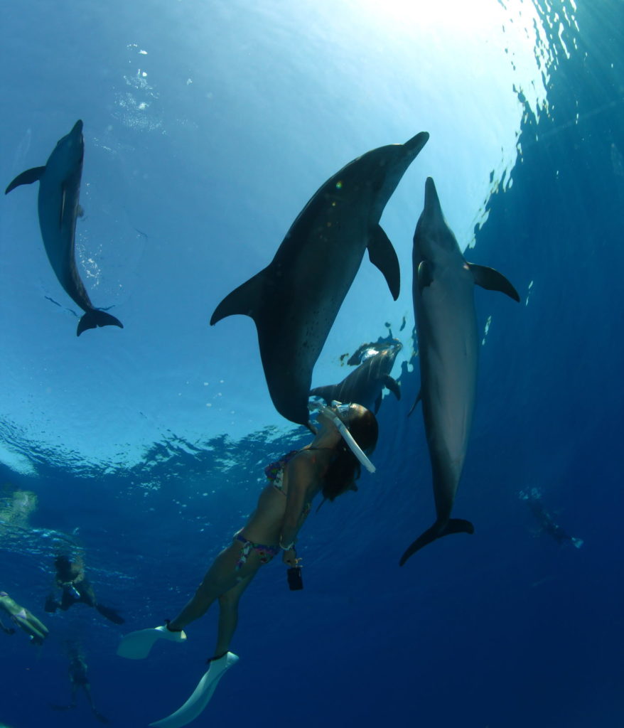 Spotted Dolphin encounter