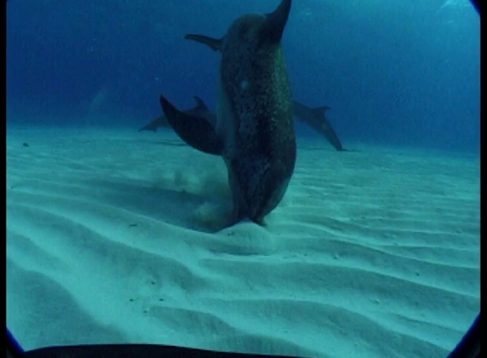 Dolphin Feeding