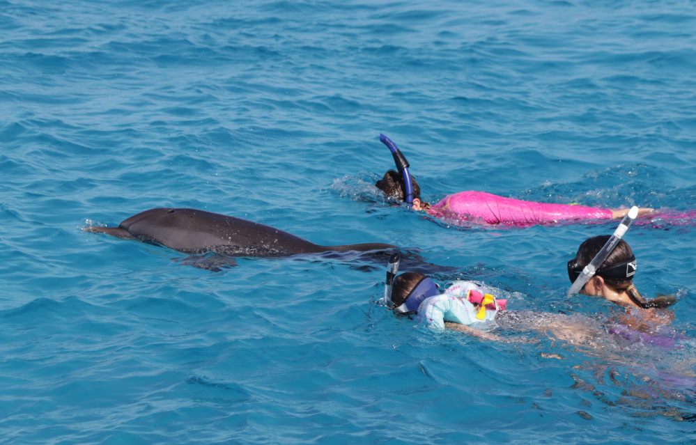 kid with dolphins