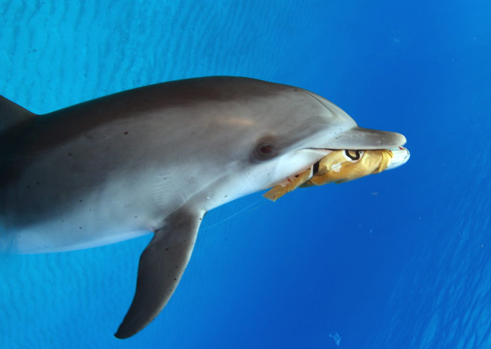 wild dolphin bimini bahamas