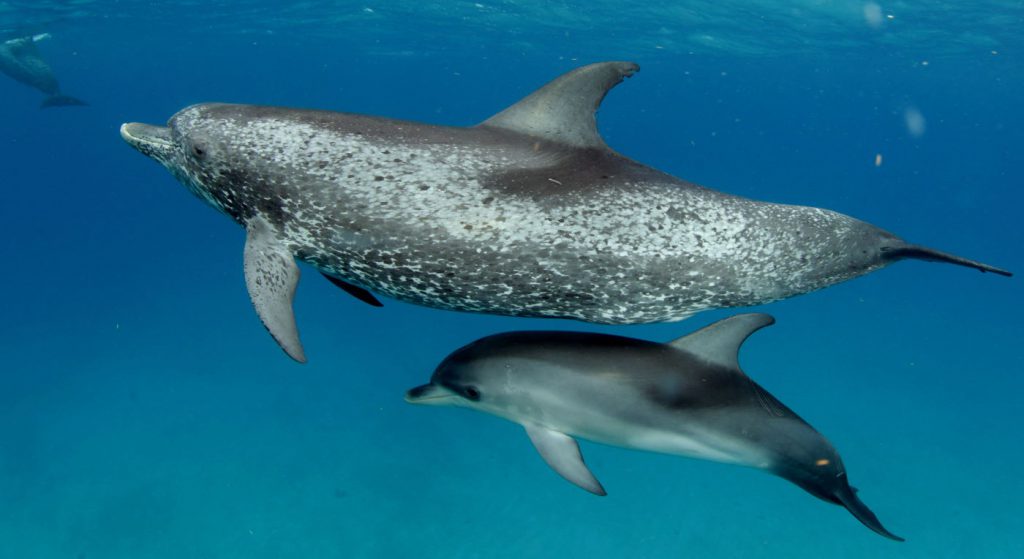 Spotted Dolphin, mom and calf.