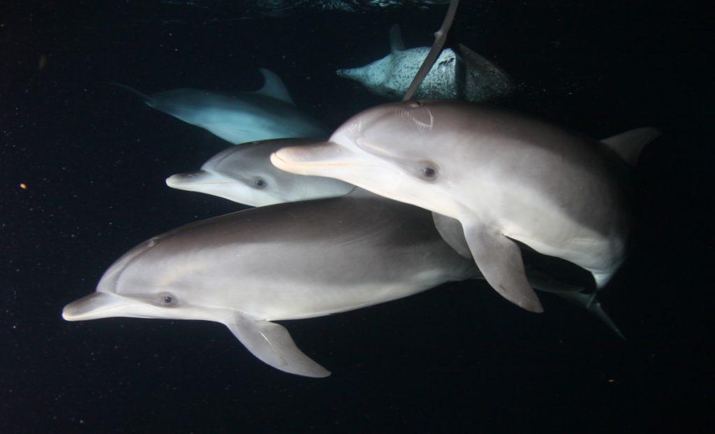 dolphins at night