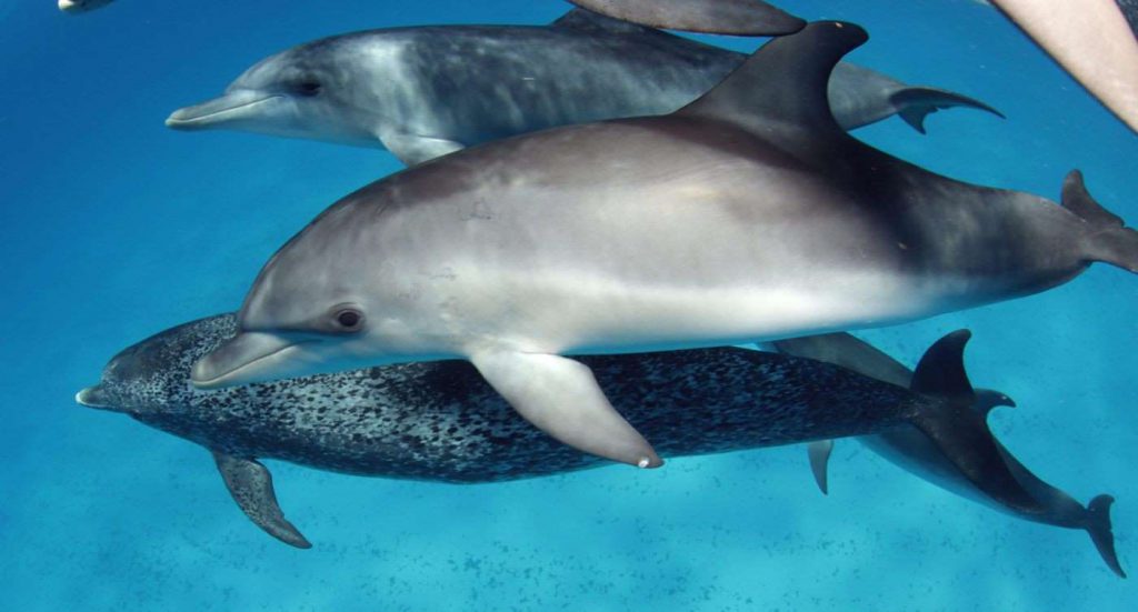 Spotted dolphin calf