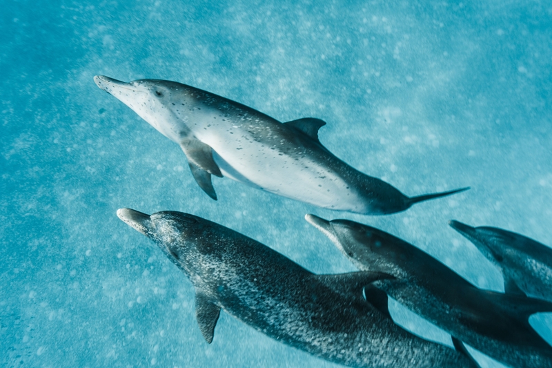spotted dolphins