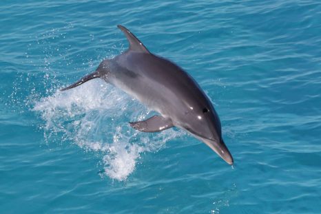 Bimini-dolphin-encounter-jump