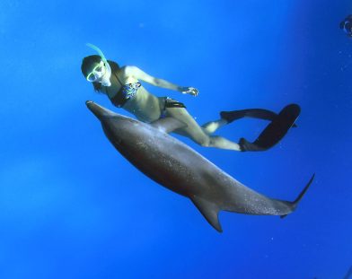 swim with dolphin