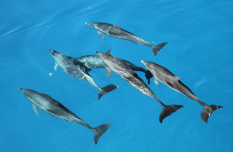 wild dolphin encounters