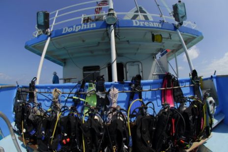 dolphin dreamstern