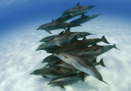 dolphins in the wild