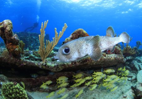 puffer