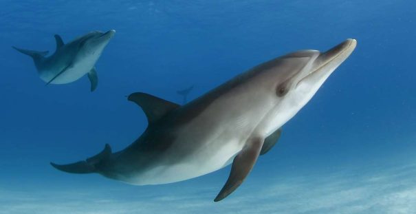 Spotted Dolphin 1-4 years old.