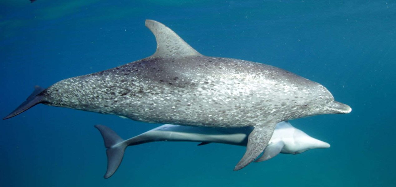 spotted-dolphin-sharkbait-21