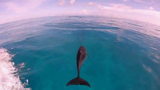wild dolphin bahamas